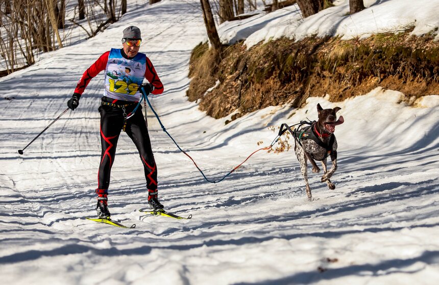 Гонка на собачьих упряжках "Содружество" прошла в Красногорске 10 фото