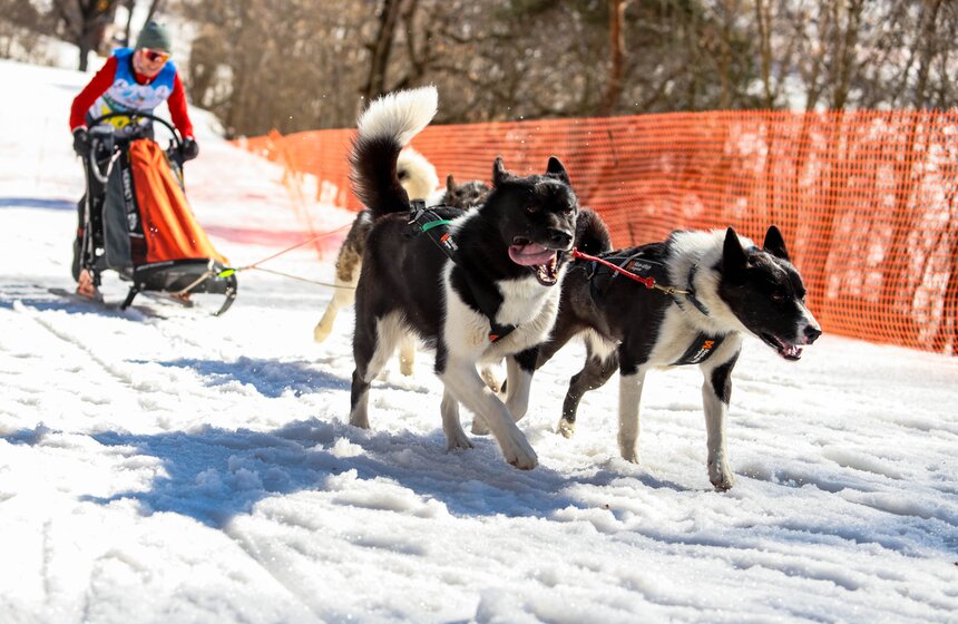 Гонка на собачьих упряжках "Содружество" прошла в Красногорске 9 фото