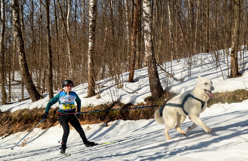 Гонка на собачьих упряжках "Содружество" прошла в Красногорске 22 фото