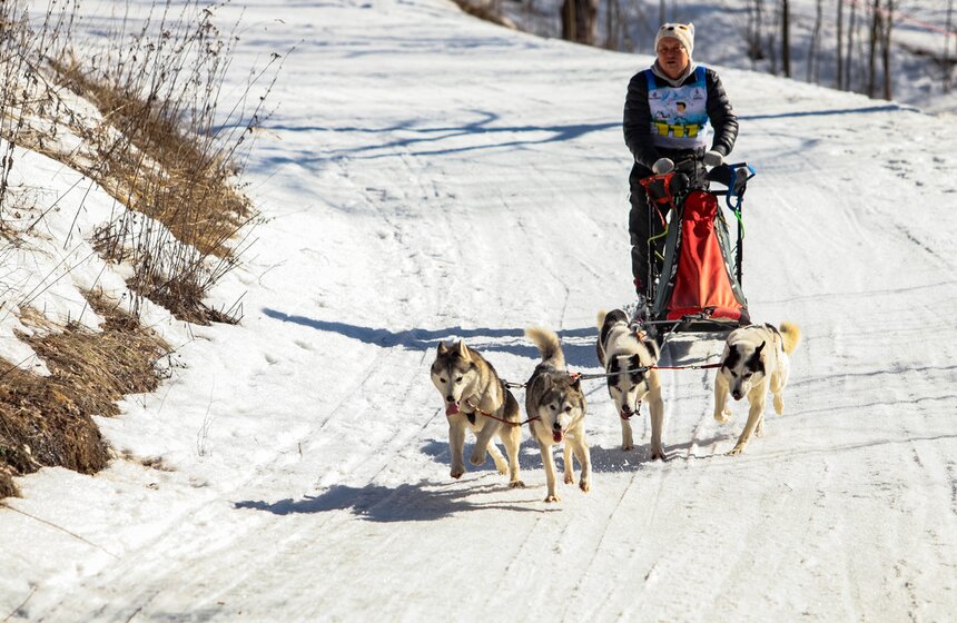 Гонка на собачьих упряжках "Содружество" прошла в Красногорске 12 фото