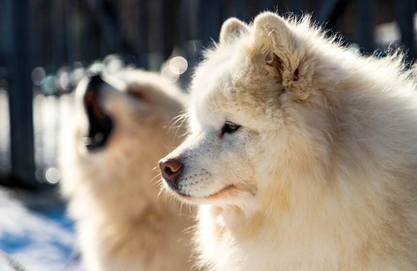 Гонка на собачьих упряжках "Содружество" прошла в Красногорске 2 фото
