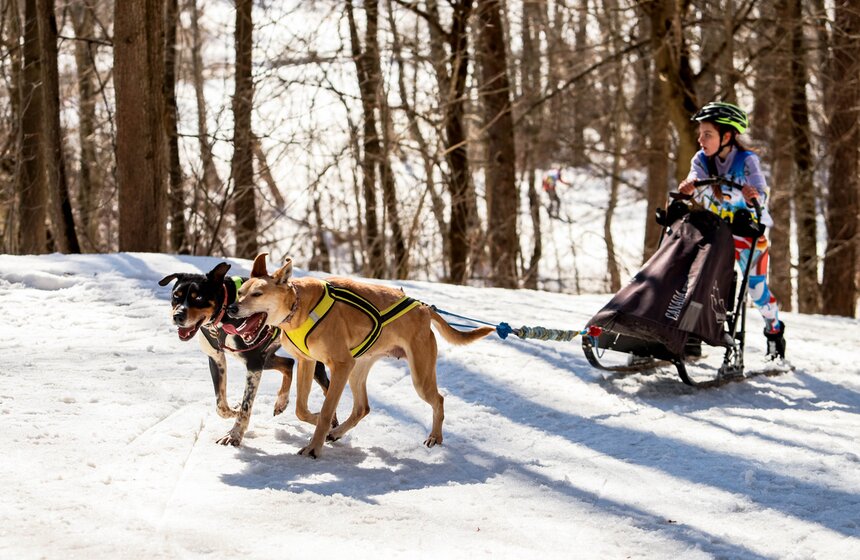 Гонка на собачьих упряжках "Содружество" прошла в Красногорске 8 фото