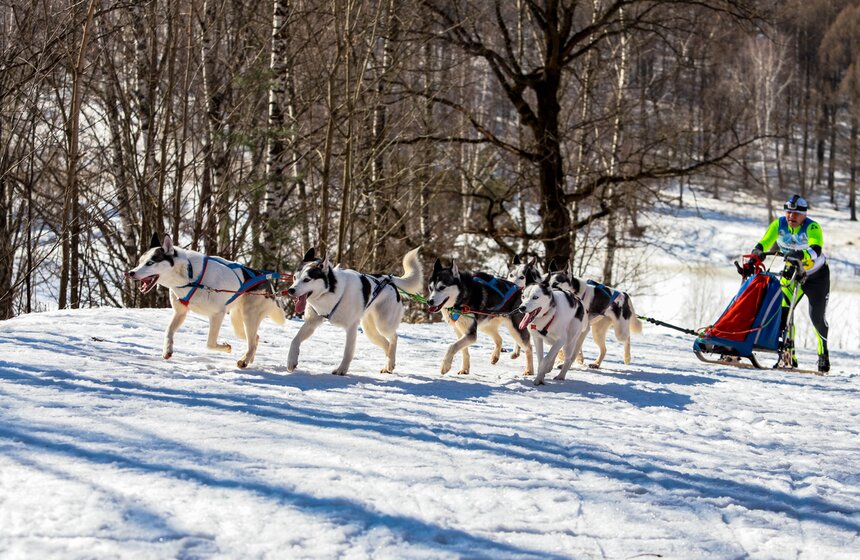 Гонка на собачьих упряжках "Содружество" прошла в Красногорске 11 фото