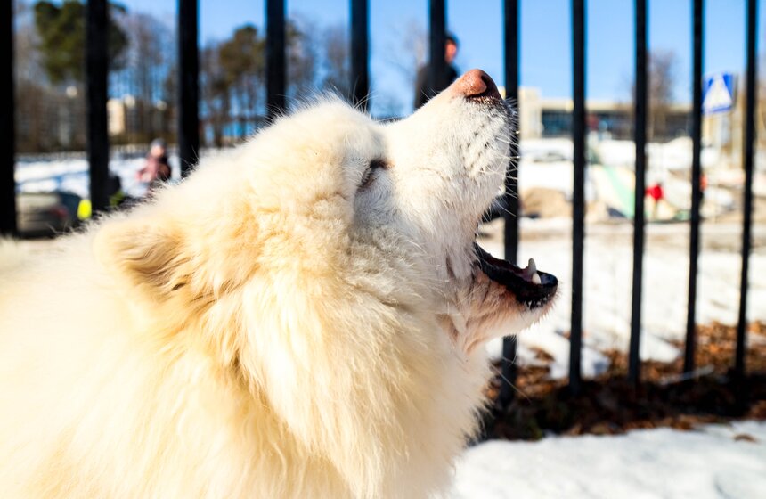 Гонка на собачьих упряжках "Содружество" прошла в Красногорске 3 фото