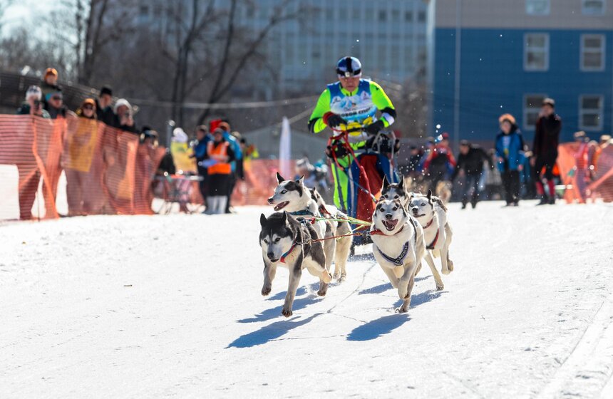 Гонка на собачьих упряжках "Содружество" прошла в Красногорске 19 фото