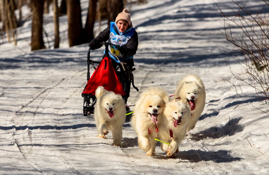 Гонка на собачьих упряжках "Содружество" прошла в Красногорске 18 фото