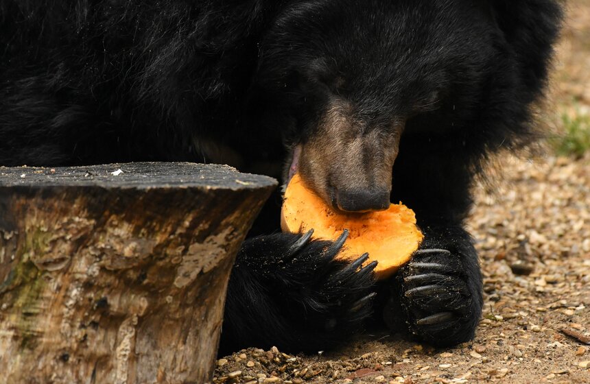 Медведи вышли из зимней спячки в Московском зоопарке 16 фото