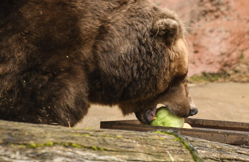 Медведи вышли из зимней спячки в Московском зоопарке 4 фото