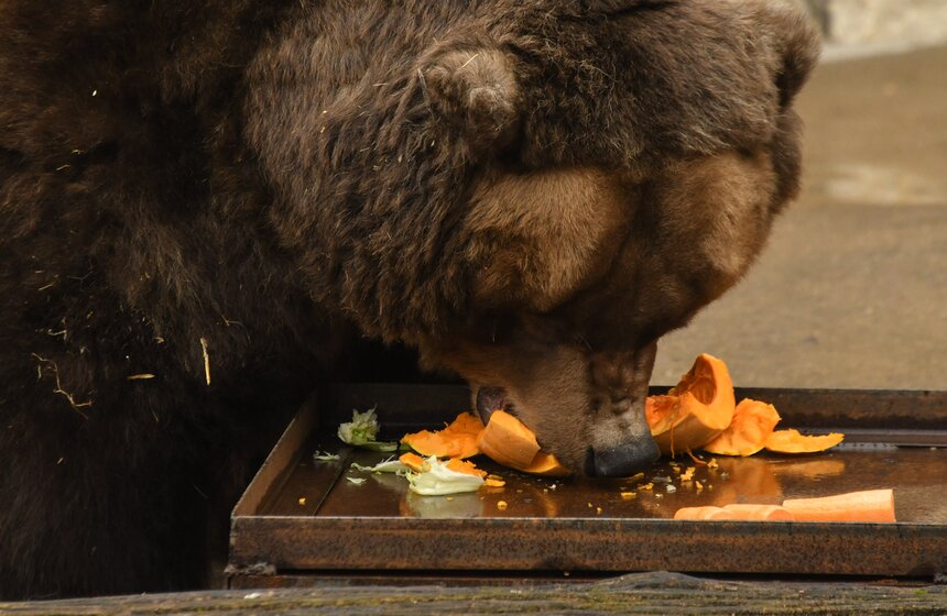 Медведи вышли из зимней спячки в Московском зоопарке 7 фото