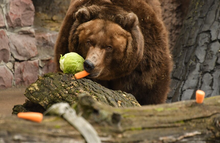 Медведи вышли из зимней спячки в Московском зоопарке 3 фото
