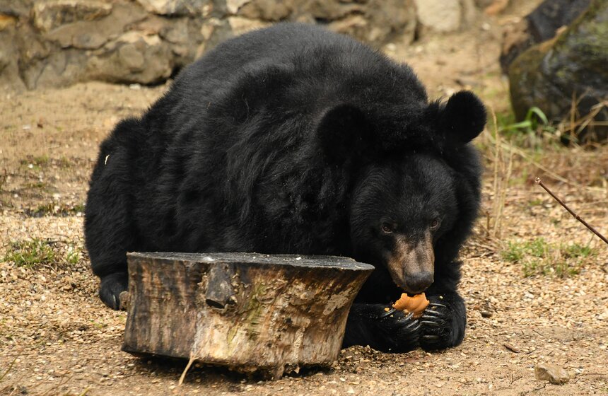 Медведи вышли из зимней спячки в Московском зоопарке 18 фото