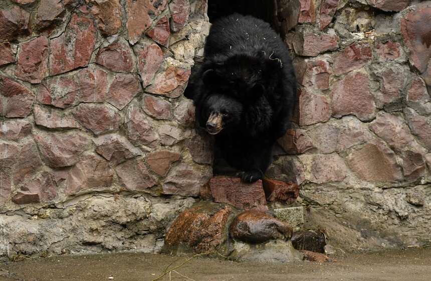 Медведи вышли из зимней спячки в Московском зоопарке 9 фото