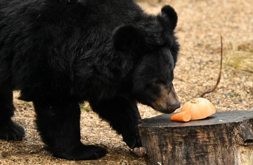 Медведи вышли из зимней спячки в Московском зоопарке 13 фото
