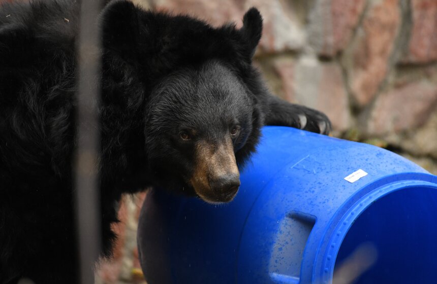 Медведи вышли из зимней спячки в Московском зоопарке 12 фото