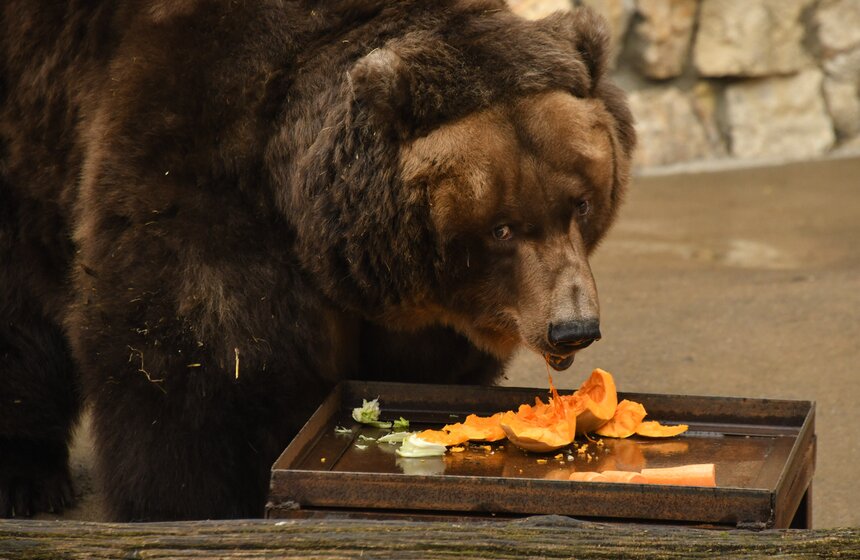Медведи вышли из зимней спячки в Московском зоопарке 6 фото