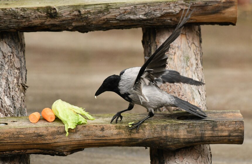 Медведи вышли из зимней спячки в Московском зоопарке 8 фото