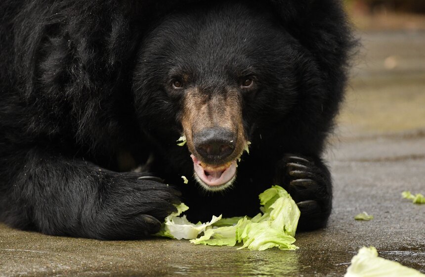 Медведи вышли из зимней спячки в Московском зоопарке 19 фото