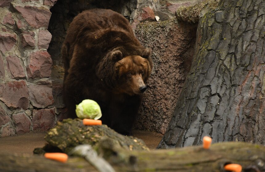 Медведи вышли из зимней спячки в Московском зоопарке 2 фото