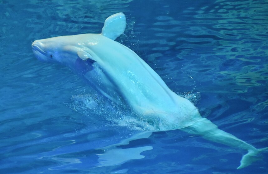 Мюзикл на воде "Буря. Остров волшебства" показали в "Москвариуме" 12 фото