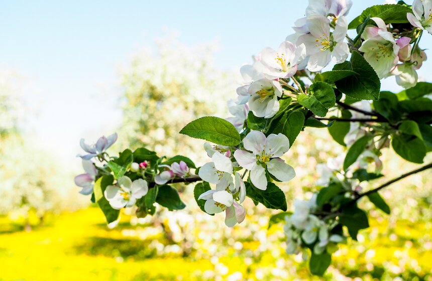 Казанский яблоневый сад расцвел в музее-заповеднике "Коломенское" 20 фото