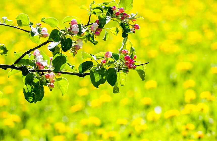 Казанский яблоневый сад расцвел в музее-заповеднике "Коломенское" 13 фото