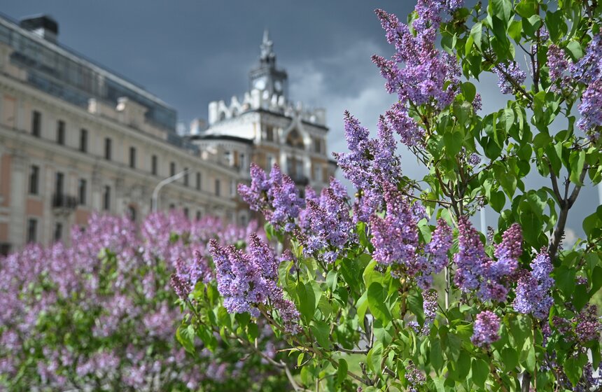 Около 56 млн цветов украсят столицу в 2023 году 2 фото