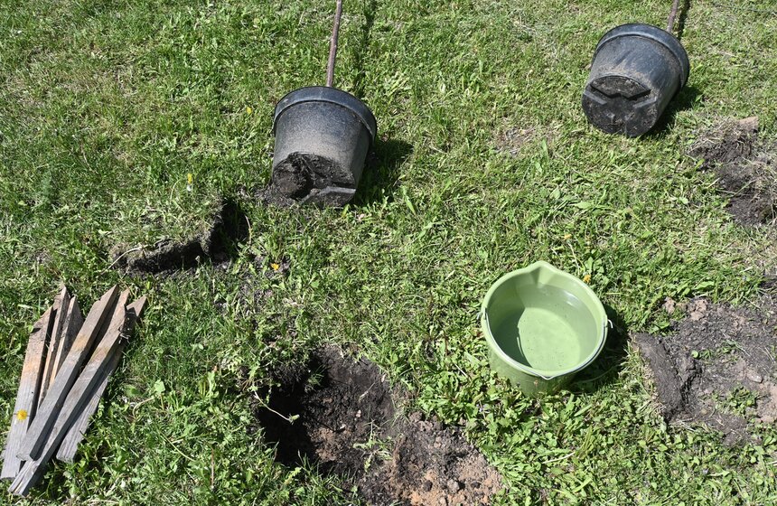 Вишневую аллею театра "Et Cetera" посадили в парке Лужкова 1 фото