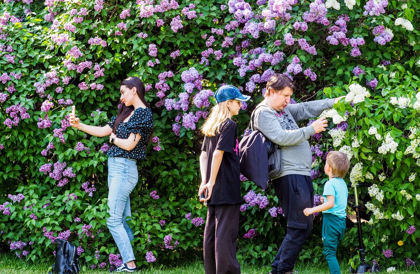 Более 200 сортов сирени расцвели в парке "Сиреневый сад" 25 фото