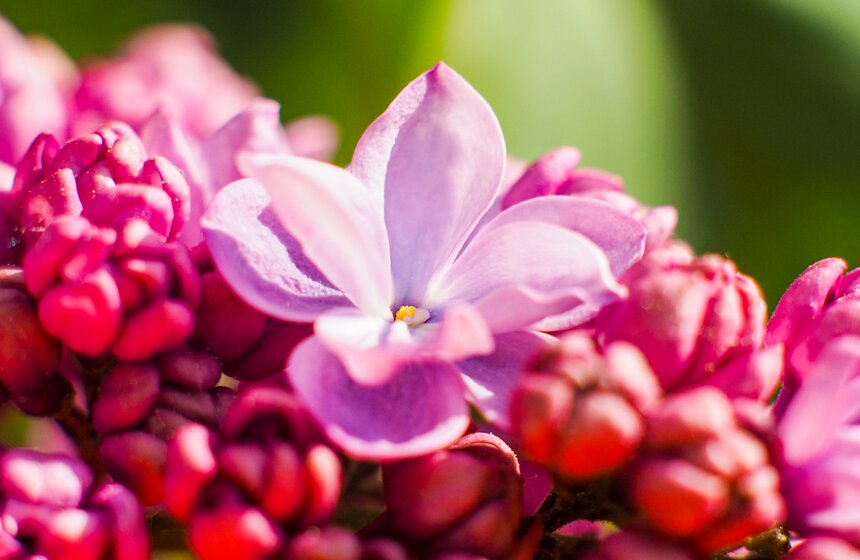 Более 200 сортов сирени расцвели в парке "Сиреневый сад" 14 фото