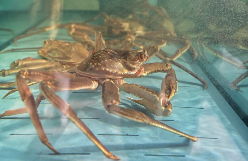 Гастрономический фестиваль "Рыбная неделя" проходит в Москве 16 фото