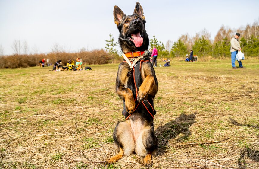 Кросс "Быстрый пес" прошел в Битцевском лесу 19 фото