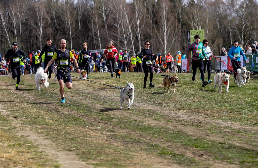 Кросс "Быстрый пес" прошел в Битцевском лесу 8 фото