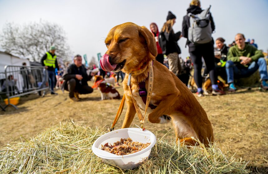 Кросс "Быстрый пес" прошел в Битцевском лесу 20 фото