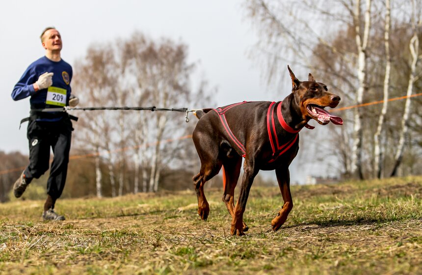Кросс "Быстрый пес" прошел в Битцевском лесу 13 фото