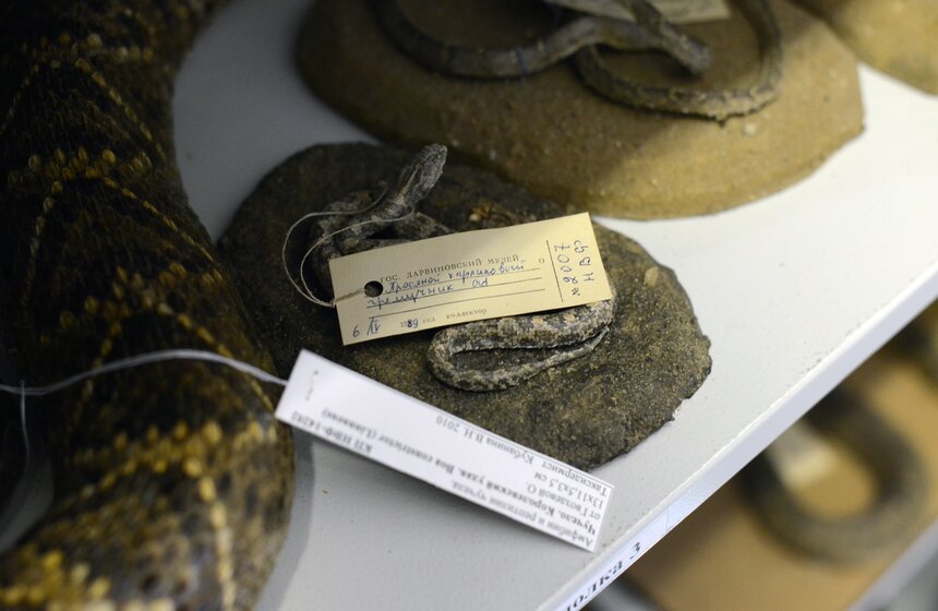 Как создают чучела животных для коллекции Дарвиновского музея 19 фото