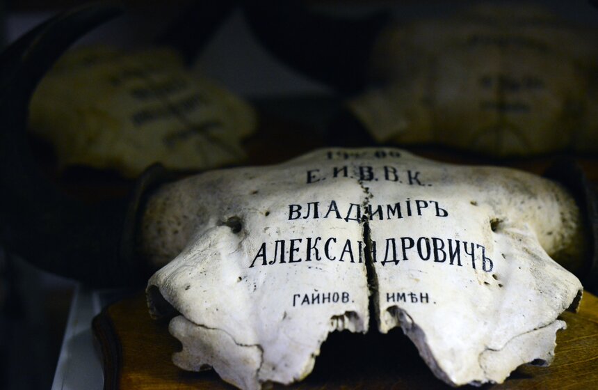 Как создают чучела животных для коллекции Дарвиновского музея 21 фото