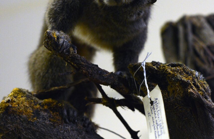 Как создают чучела животных для коллекции Дарвиновского музея 4 фото