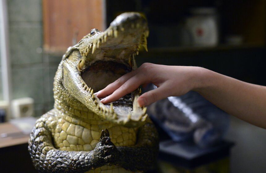 Как создают чучела животных для коллекции Дарвиновского музея 5 фото