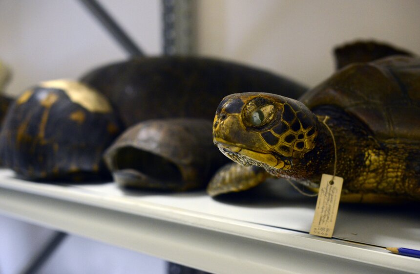 Как создают чучела животных для коллекции Дарвиновского музея 17 фото