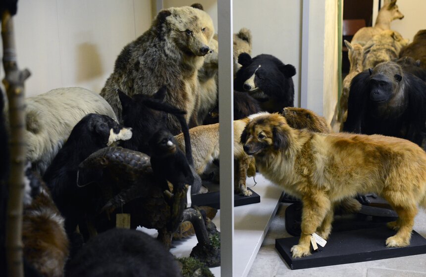 Как создают чучела животных для коллекции Дарвиновского музея 14 фото