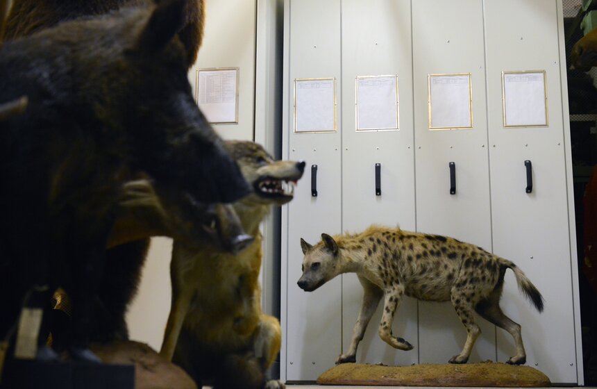 Как создают чучела животных для коллекции Дарвиновского музея 15 фото