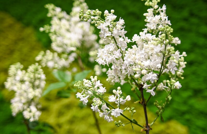 Выставка "Сиреневый сад" прошла на ВДНХ 15 фото