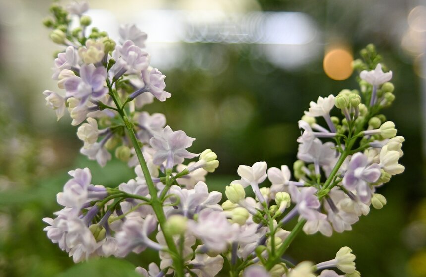 Выставка "Сиреневый сад" прошла на ВДНХ 13 фото