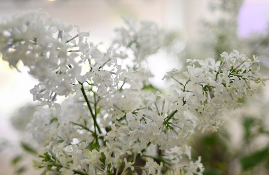 Выставка "Сиреневый сад" прошла на ВДНХ 10 фото