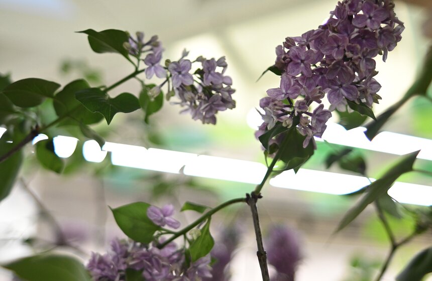 Выставка "Сиреневый сад" прошла на ВДНХ 5 фото