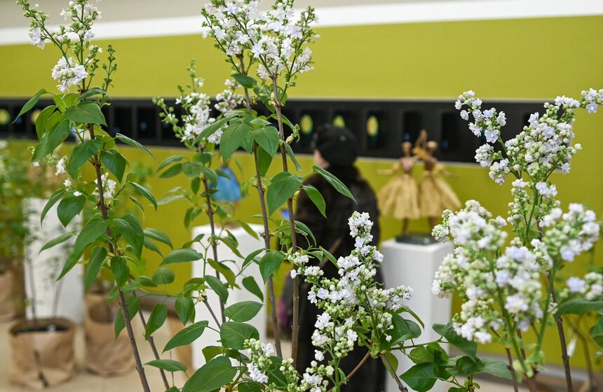 Выставка "Сиреневый сад" прошла на ВДНХ 7 фото