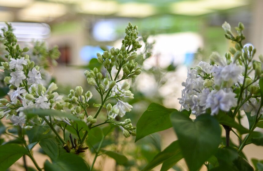 Выставка "Сиреневый сад" прошла на ВДНХ 2 фото