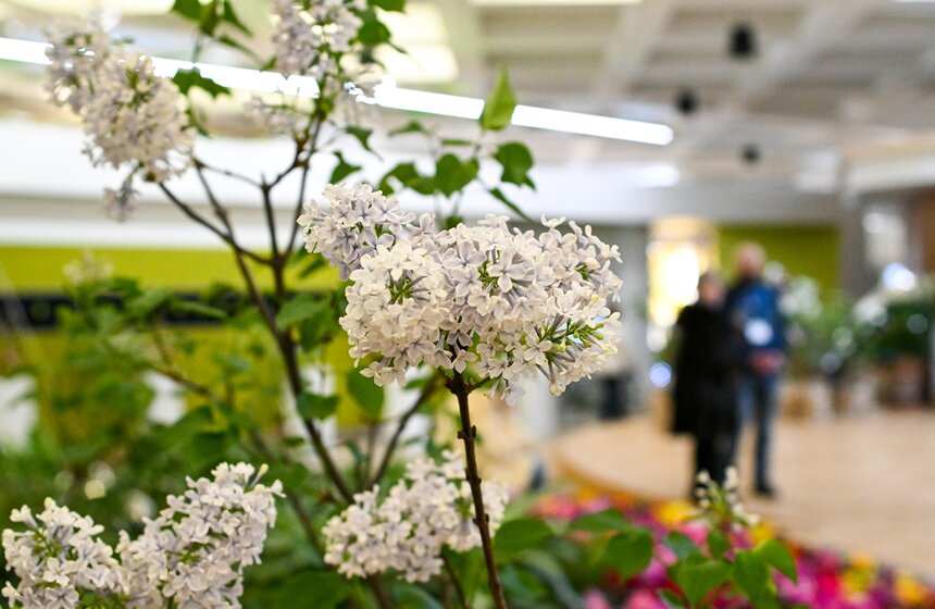 Выставка "Сиреневый сад" прошла на ВДНХ 12 фото