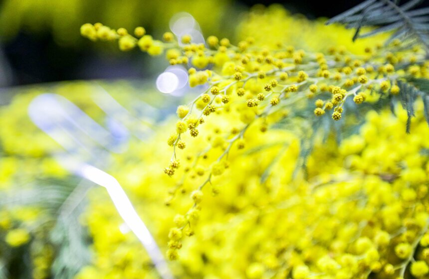 Количество покупок цветов в преддверии 8 Марта уменьшилось в РФ на 3% 10 фото