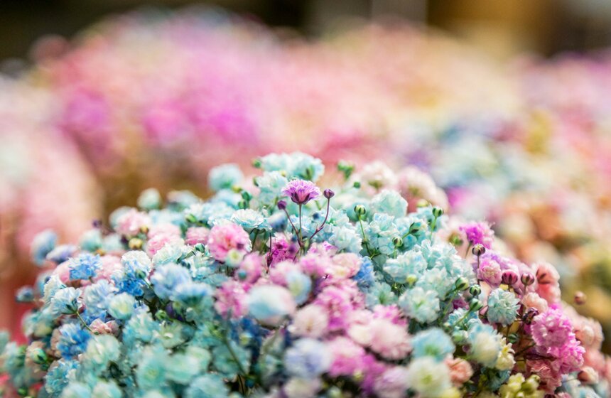 Количество покупок цветов в преддверии 8 Марта уменьшилось в РФ на 3% 6 фото